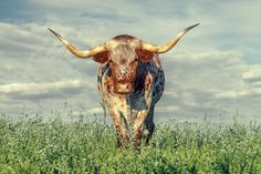 a cow with horns standing in the middle of a field