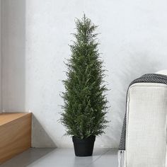 a potted plant sitting next to a white couch