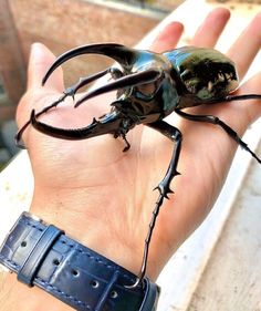 a large black beetle sitting on top of a person's hand