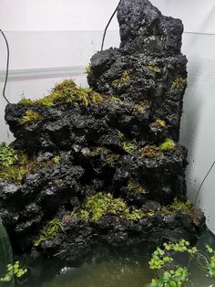 an aquarium with moss growing on the rocks