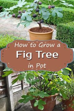 a potted fig tree with the words how to grow a fig tree in pot