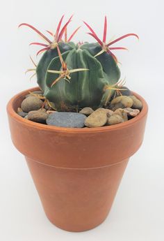 a small cactus in a clay pot filled with rocks