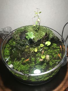 an aquarium filled with plants and rocks on top of a table