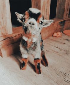 a small brown and black animal sitting on top of a wooden floor