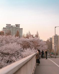 people are walking on the sidewalk next to some trees with pink flowers in full bloom