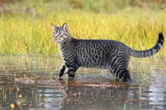 a cat standing in the water looking at something