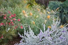 some very pretty flowers and plants by the side of the road