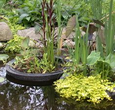 a pond filled with lots of plants and rocks