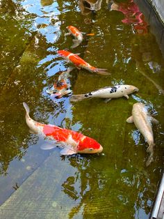 several koi fish are swimming in the pond