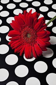 a red flower sitting on top of a black and white polka dot covered tablecloth