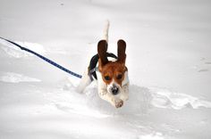 a dog running through the snow on a leash