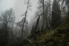 foggy forest with trees and moss on the ground