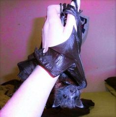 a bat hanging upside down on someone's foot