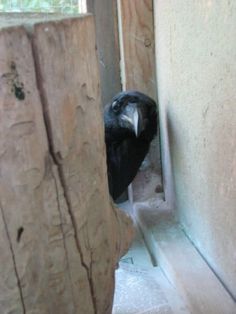 a black and white bird sitting on top of a piece of wood next to a window