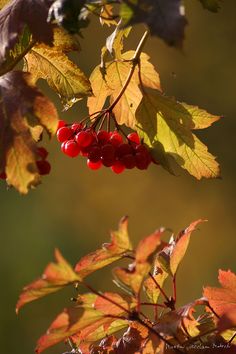 some red berries hanging from a tree branch