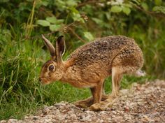 a brown and white animal standing on top of a gravel road next to green plants