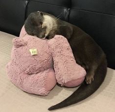 a cat sleeping on top of a pink stuffed animal