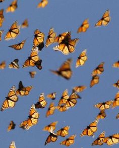 a bunch of butterflies flying in the air