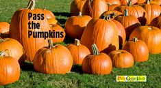 large group of pumpkins sitting in the grass