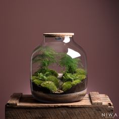 a glass jar filled with plants on top of a wooden table