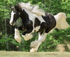 a black and white horse is galloping through the grass with trees in the background