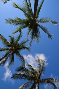 two palm trees reaching up into the blue sky