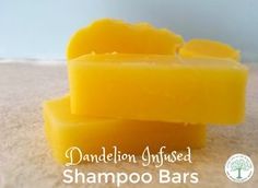 When dandelions are popping up, use some of them to make this luxurious shampoo bar! The Homesteading Hippy Mango Shampoo, Best Shampoo Bars, Soap Making For Beginners, Shampoo Diy, Ayurvedic Soap, Diy Home Products, Hot Process Soap