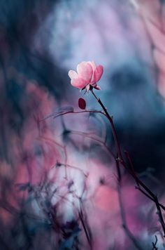 a pink flower on a twig in front of some blurry trees and sky