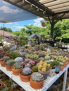 many potted succulents on a shelf under a awning in a garden center