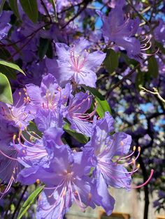 purple flowers are blooming on the tree outside