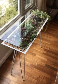 a glass table with succulents and rocks on it