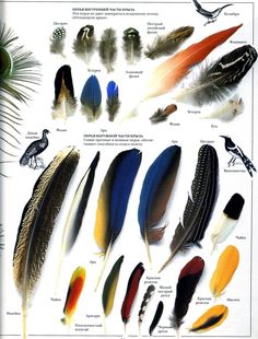 an image of different types of feathers