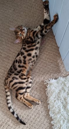 a cat laying on the floor with its paws in the air