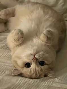 a white cat laying on top of a bed with it's eyes wide open