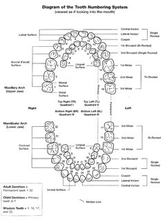 Dental Terminology, Teeth Diagram, Tooth Chart