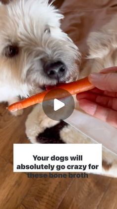 a white dog holding a carrot in its mouth