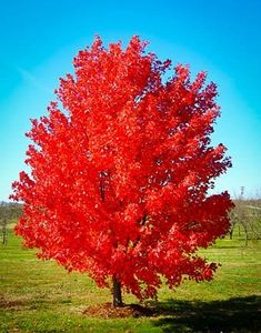 a red tree in the middle of a field