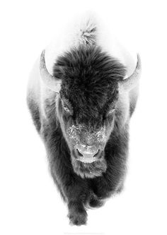 a black and white photo of a bison with snow on it's face, taken from above