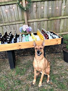 a dog sitting in front of a table full of bottles