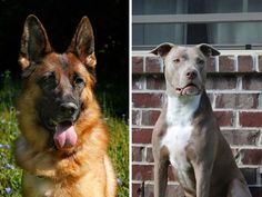 two dogs sitting next to each other in front of a brick wall