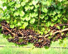 bunches of grapes growing on the vine in an outdoor area with grass and vines