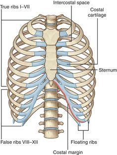 the ribs are labeled in this diagram