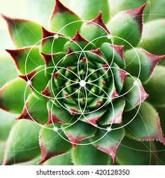 a close up view of the center of a green and red succulenta plant