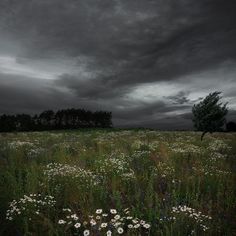 a field full of wildflowers under a dark sky with trees in the background