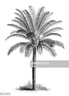 a black and white drawing of a palm tree