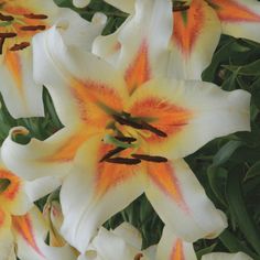 white and yellow flowers with green leaves in the background