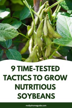 some green beans hanging from a plant with the words 9 time tested tactics to grow nutritious soy beans