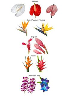 the different types of flowers are shown in this image, with each flower's blooming