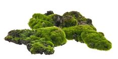 green moss growing on rocks in the air