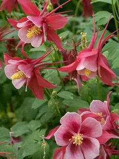 pink flowers with green leaves in the background